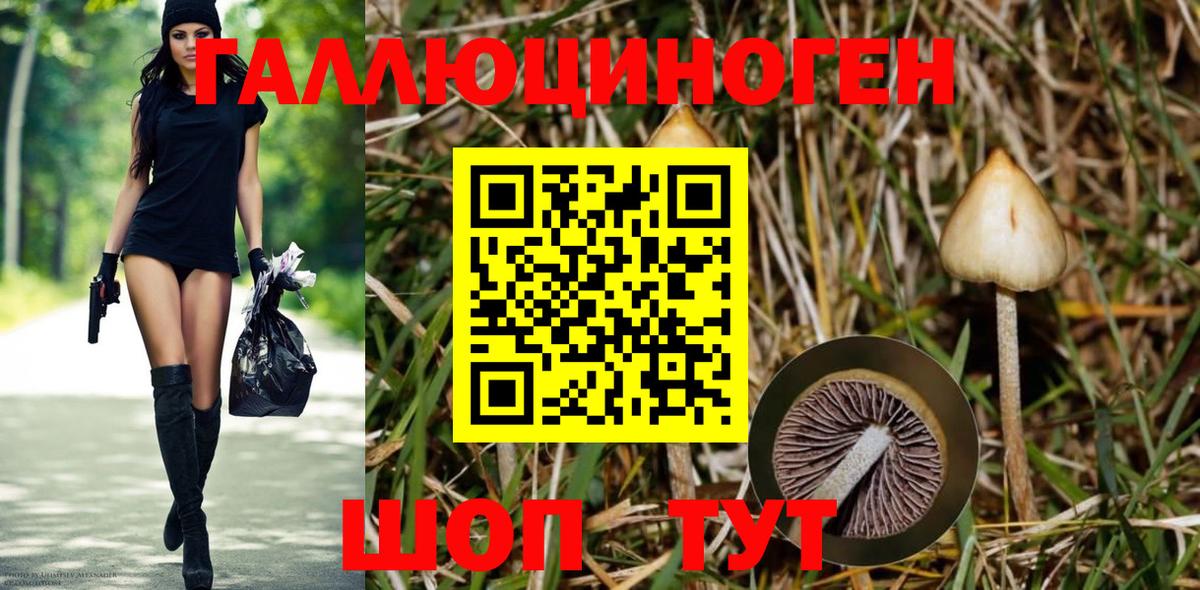 Галлюциногенные грибы Psilocybe Южноуральск